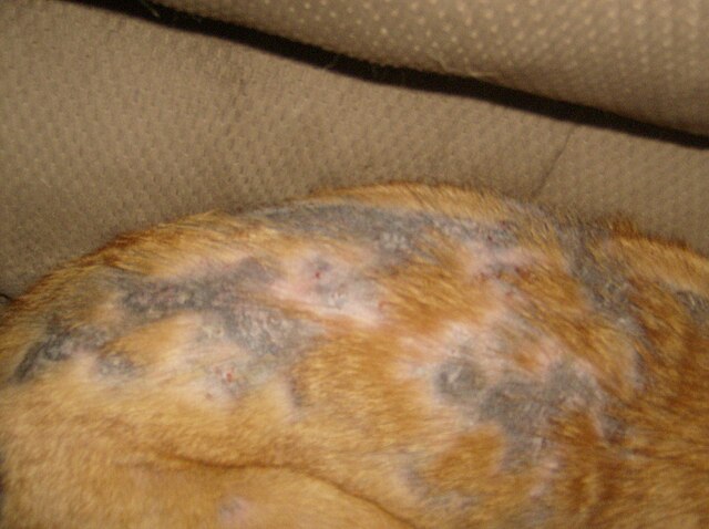 Demodex Mange in Dogs - natural treatment and diet