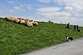 Demonstratie schapen drijven in de Zwinstreek.jpg