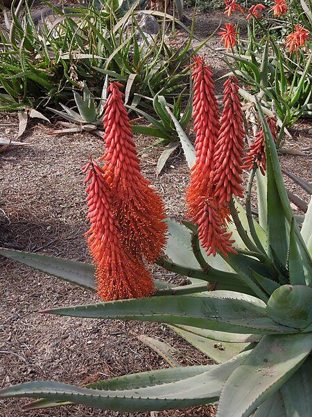 File:Desert Botanical Garden Phoenix Arizona 54.JPG