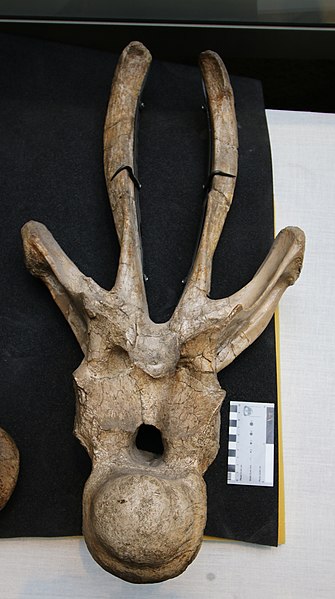 File:Dicraeosaurus hansemanni Third Dorsal Vertebra.jpg