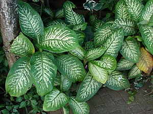 Dieffenbachia seguine1FKST.jpg