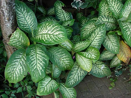 Dieffenbachia seguine1FKST.jpg