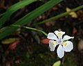 Dietes iridioides