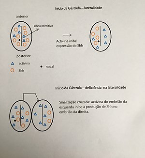 Diferença na expressão de Shh.jpg