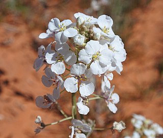 <i>Dimorphocarpa wislizeni</i> species of plant