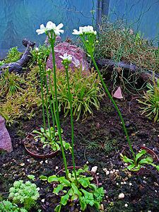 Dionaea muscipula Habitus