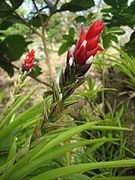 DirkvdM red-white-stripe flower.jpg