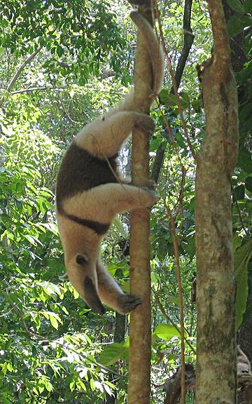 Nordlig tamandua