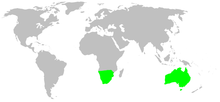 Distribution.ammoxenidae.1.png