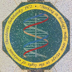 Mosaic medallion in the floor of the main hall of the Jordan Hall of Science, University of Notre Dame. Dobzhansky Evolution Notre Dame.jpg