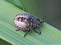 Dolycoris baccarum (Linnaeus, 1758)