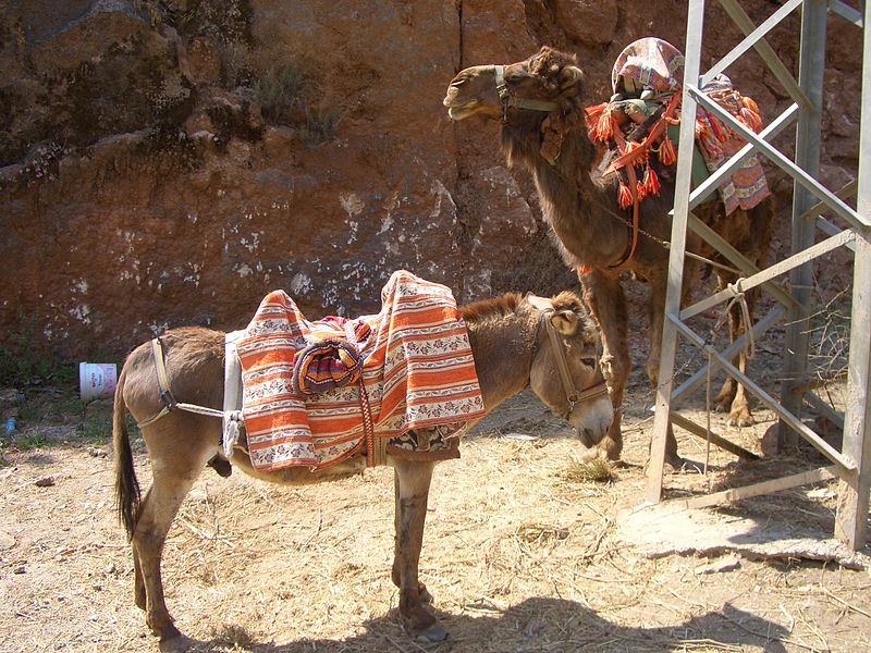 File:Donkey and camel.JPG