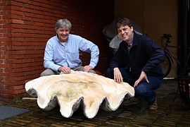 Giant clam (Tridacna gigas) shell