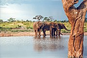 Mladi samci v skupini odraščajočih v NP Hwange, Zimbabve