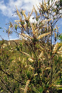 <i>Dracophyllum ramosum</i> Species of flowering plant in the heath family Ericaceae