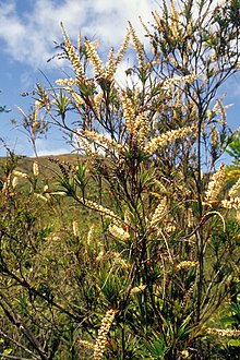 Dracophyllum ramosum (scott.zona).jpg