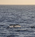 Knølhvaler er vanlig i Drakestredet
