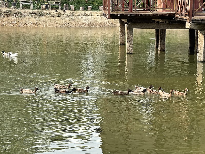 File:Ducks 9 from Myanmar, Yangon.jpg