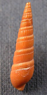 <i>Duplicaria</i> (gastropod)