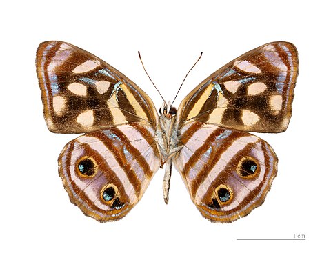 Male - Ventral view