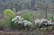 Prémices du printemps