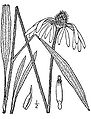 Echinacea.pallida02.jpg