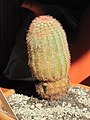 Echinocereus pectinatus.