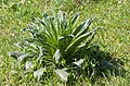 Echium glomeratum leaves עכנאי מגובב