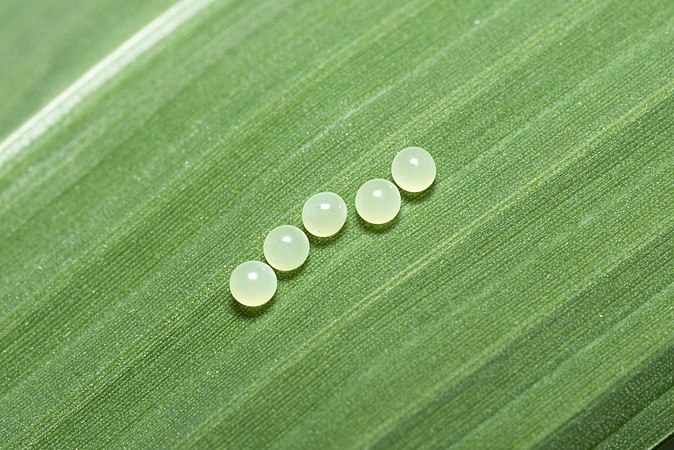 Eggs of Melanitis leda leda (Oriental Common Evening Brown)