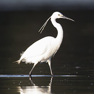 Little egret species of bird