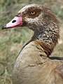 Egyptian goose in Tanzania 4361 cropped Nevit.jpg