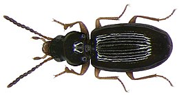 Elaphropus parvulus