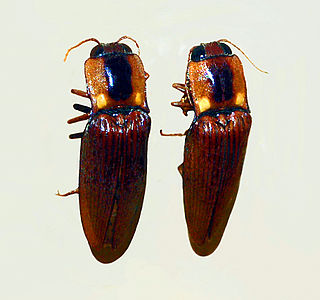 <i>Pyrearinus candelarius</i> Species of beetle