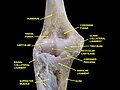 Elbow joint - deep dissection (anterior view, human cadaver).jpg