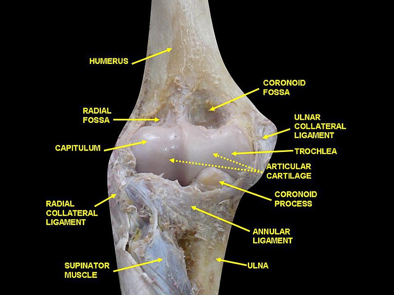 File:Elbow joint - deep dissection (anterior view, human cadaver).jpg