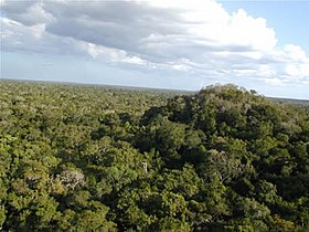 Image illustrative de l’article Réserve de biosphère Maya