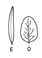 Elongate (Leaf) (PSF).png