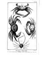 Vignette pour Crabe