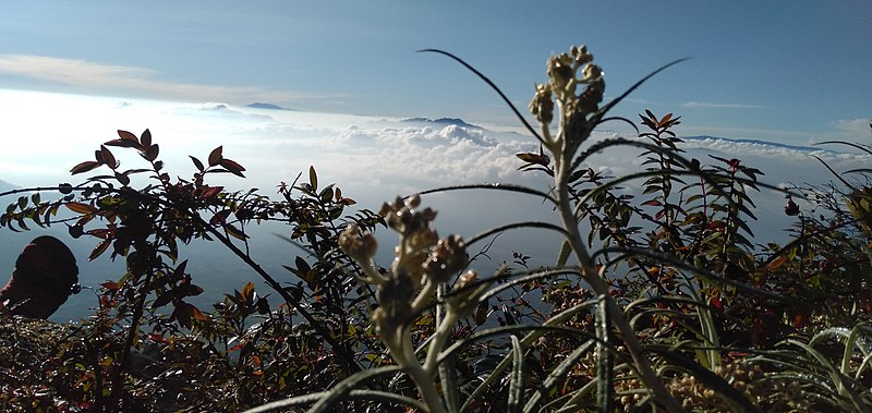 File:Enjoy the sunrise surrounded by edelweiss.jpg