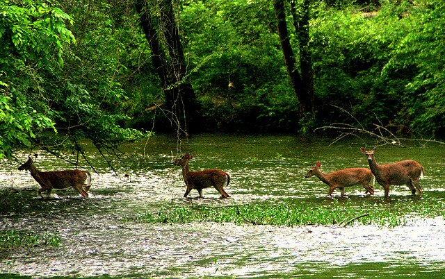 Eno River State Park - Wikipedia