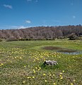 * Nomination Daffodils (Narcissus) on a meadow in the Entzia mountain range. An information board states the presence of Narcissus pseudonarcissus and Narcissus asturiensis, however their look is more like Narcissus bulbocodium. Álava, Basque Country, Spain --Basotxerri 15:57, 30 April 2018 (UTC) * Promotion Good quality. -- Johann Jaritz 16:35, 30 April 2018 (UTC)