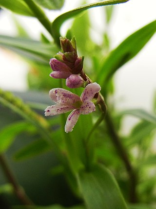 <i>Epidendrum fimbriatum</i> Species of plant