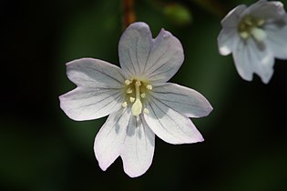 Epilobium clavatum