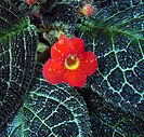 Close up of a Episcia cupreata flower