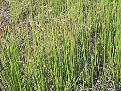 Equisetum Ramosissimum: Descrizzione, Ripartizione, Biolugia