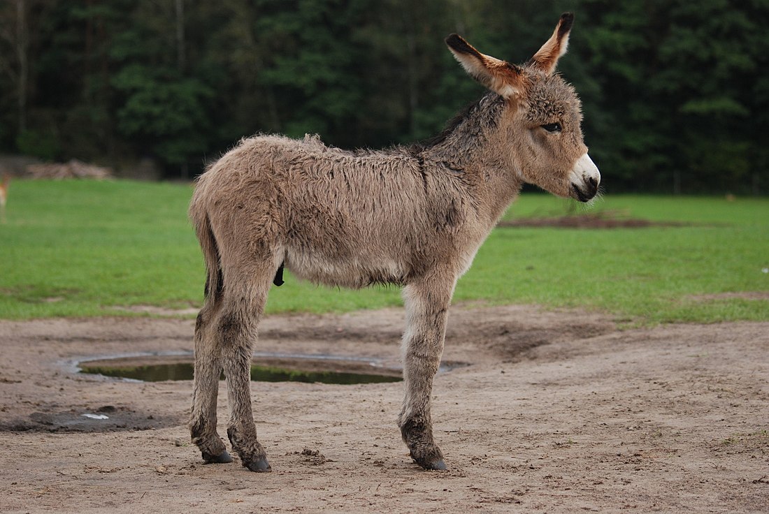 File:Equus asinus Kadzidłowo 001.jpg