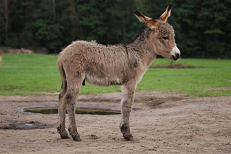 ไฟล์:Equus asinus Kadzidłowo 001.jpg