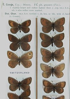 Silky ringlet Species of butterfly