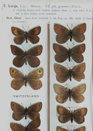 <span class="mw-page-title-main">Silky ringlet</span> Species of butterfly