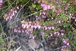 Thumbnail for Erica thimifolia